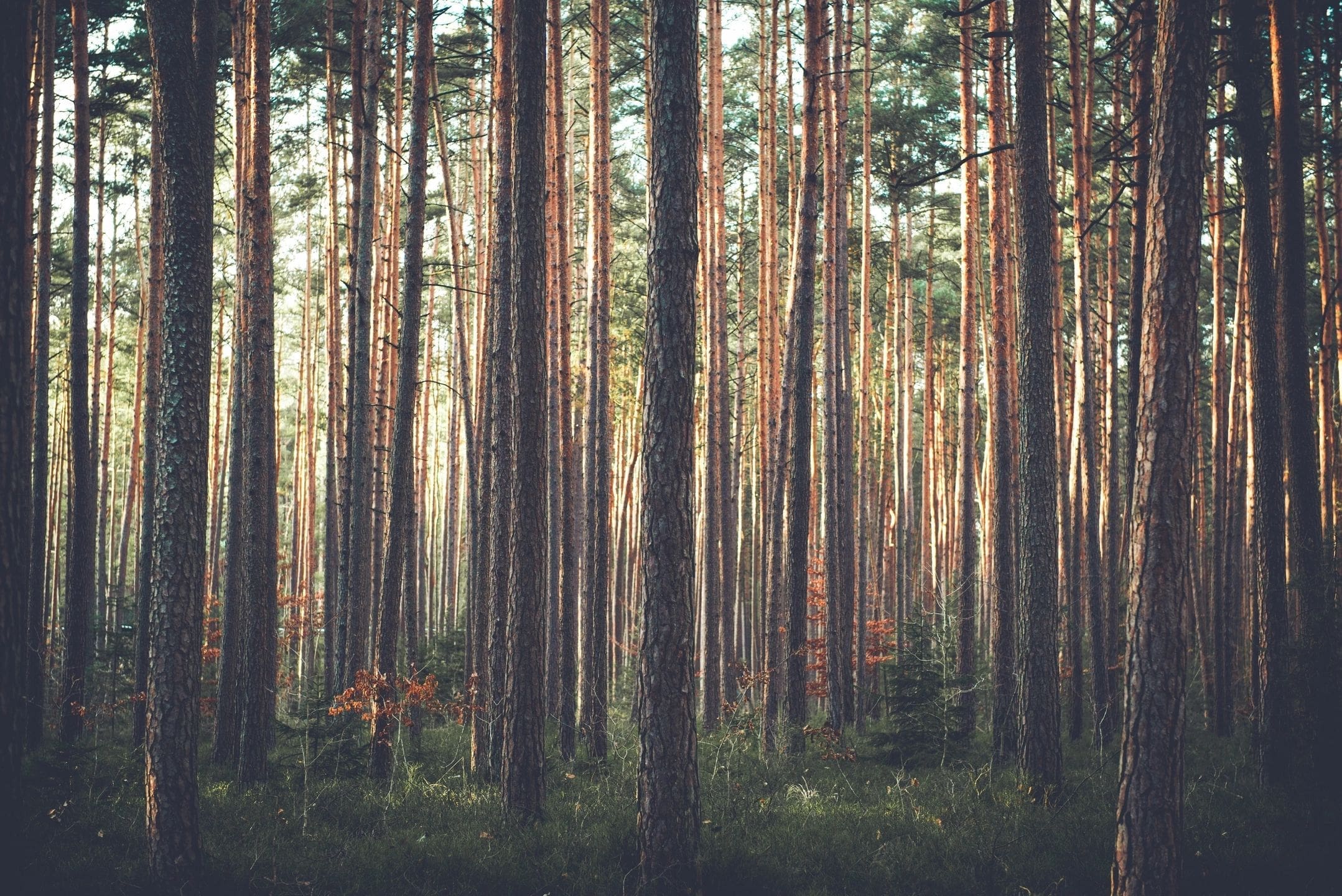 Sunlight through a quiet forest